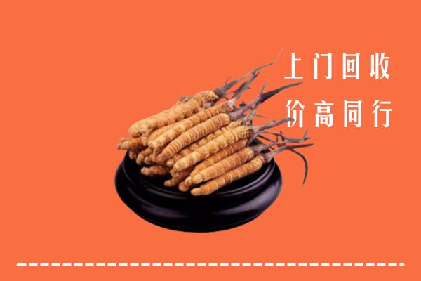 高价求购：光明区回收散虫草